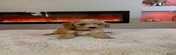 Cavapoo dogs for sale: Gorgeous Cavapoo puppies  - Advert 13
