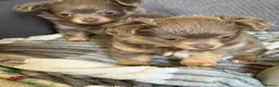 Chihuahua dogs for sale: Beautiful fluffy Chihuaha pups for sale - Advert 6
