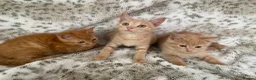 Mixed Breed cats for sale: Fluffy cream ginger girls  mixed with BSH kittens  - Advert 16
