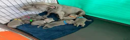 Staffordshire Bull Terrier dogs for sale: Outstanding KC Blue Staffy Puppies in Burton-on-Trent - Advert 10