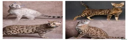 Bengal cats for sale: Waiting list open for kittens 2026-expecting 27.01 - Advert 3