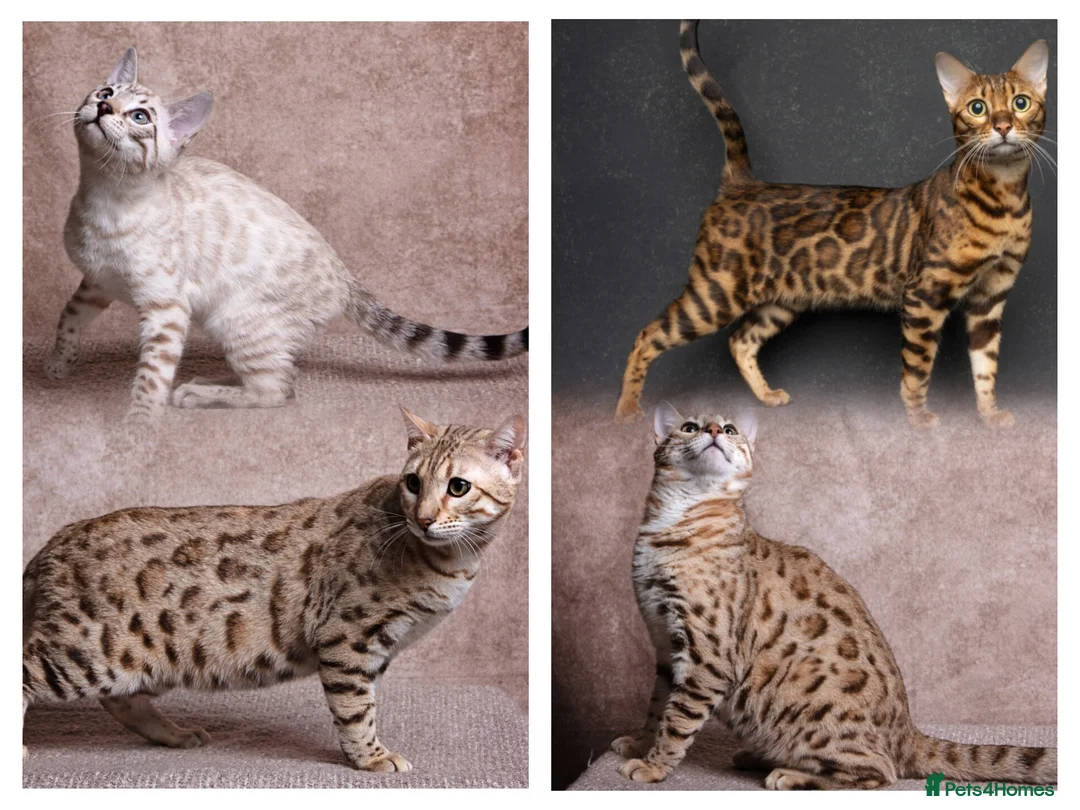 Bengal cats for sale: Waiting list open for kittens 2026-expecting 27.01 - Advert 3