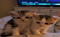British Shorthair cats for sale: Sweet British Shorthair X Kittens - Image 11