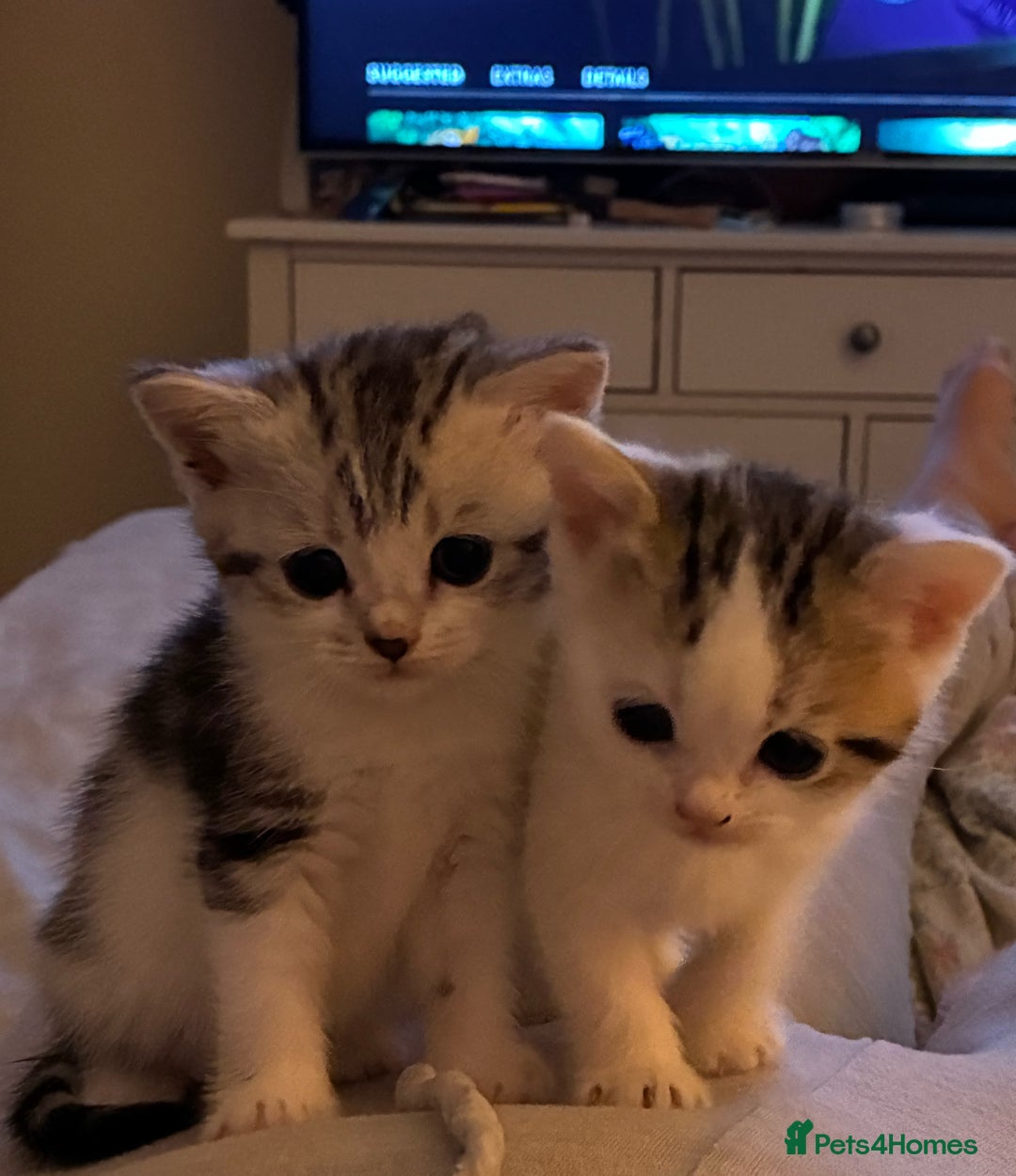 British Shorthair cats for sale: Sweet British Shorthair X Kittens - Image 11
