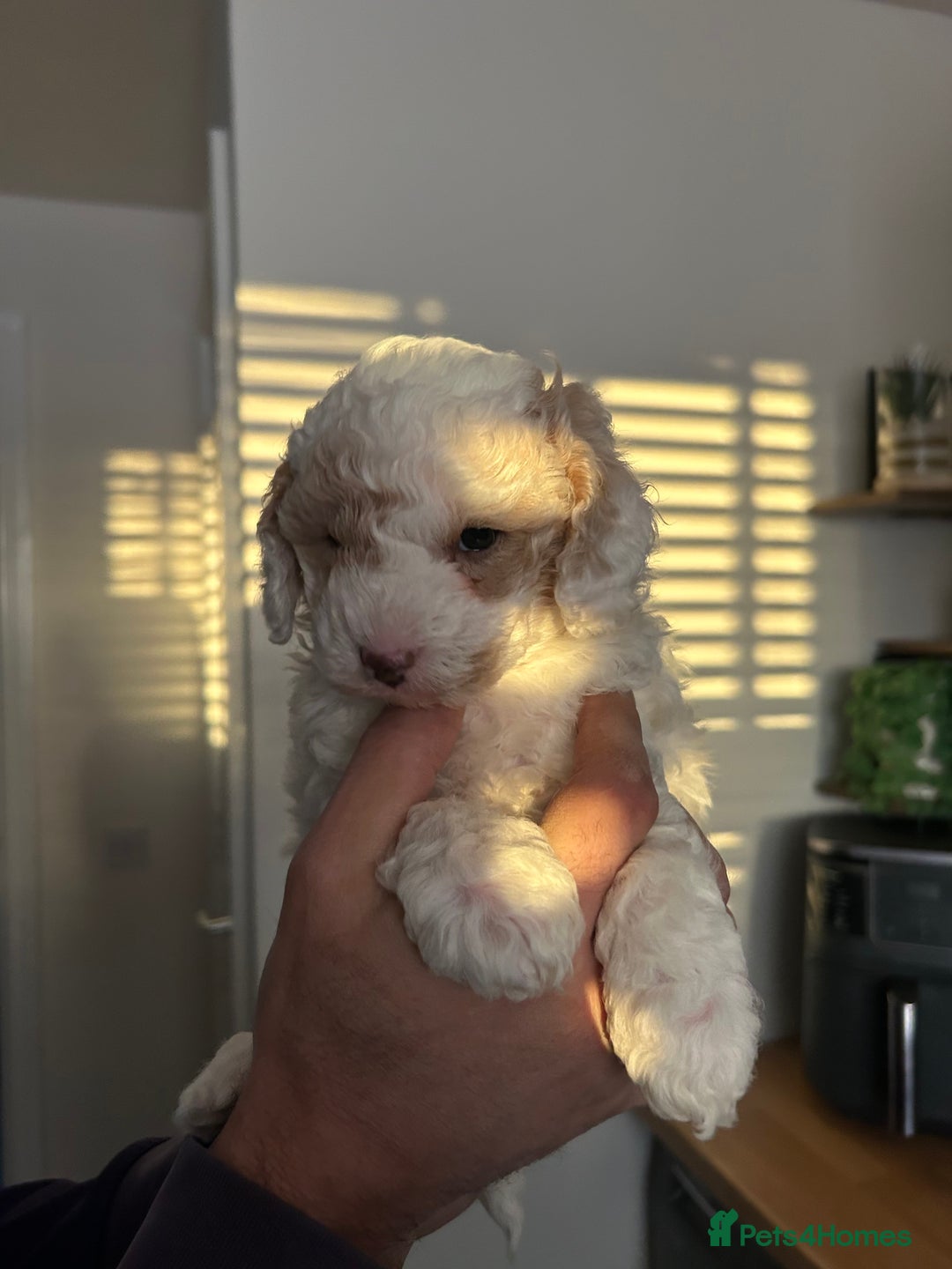 Toy Poodle dogs for sale: Beautiful phanotom toy poodle boys  - Advert 21