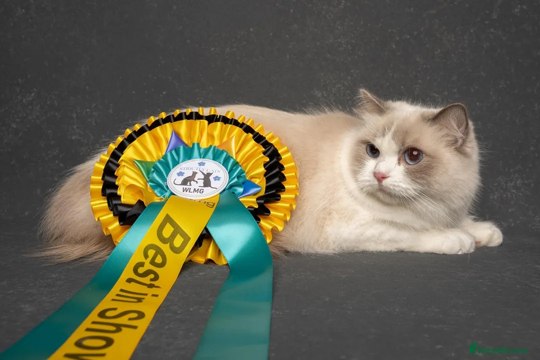 Ragdoll cats for sale: A Gentle Ragdoll Companions Awaits - Advert 2