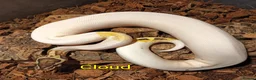 Python Snake reptiles for sale: Ball pythons (8mth). Pied/Firefly/Gene X/Mojave) - Advert 17