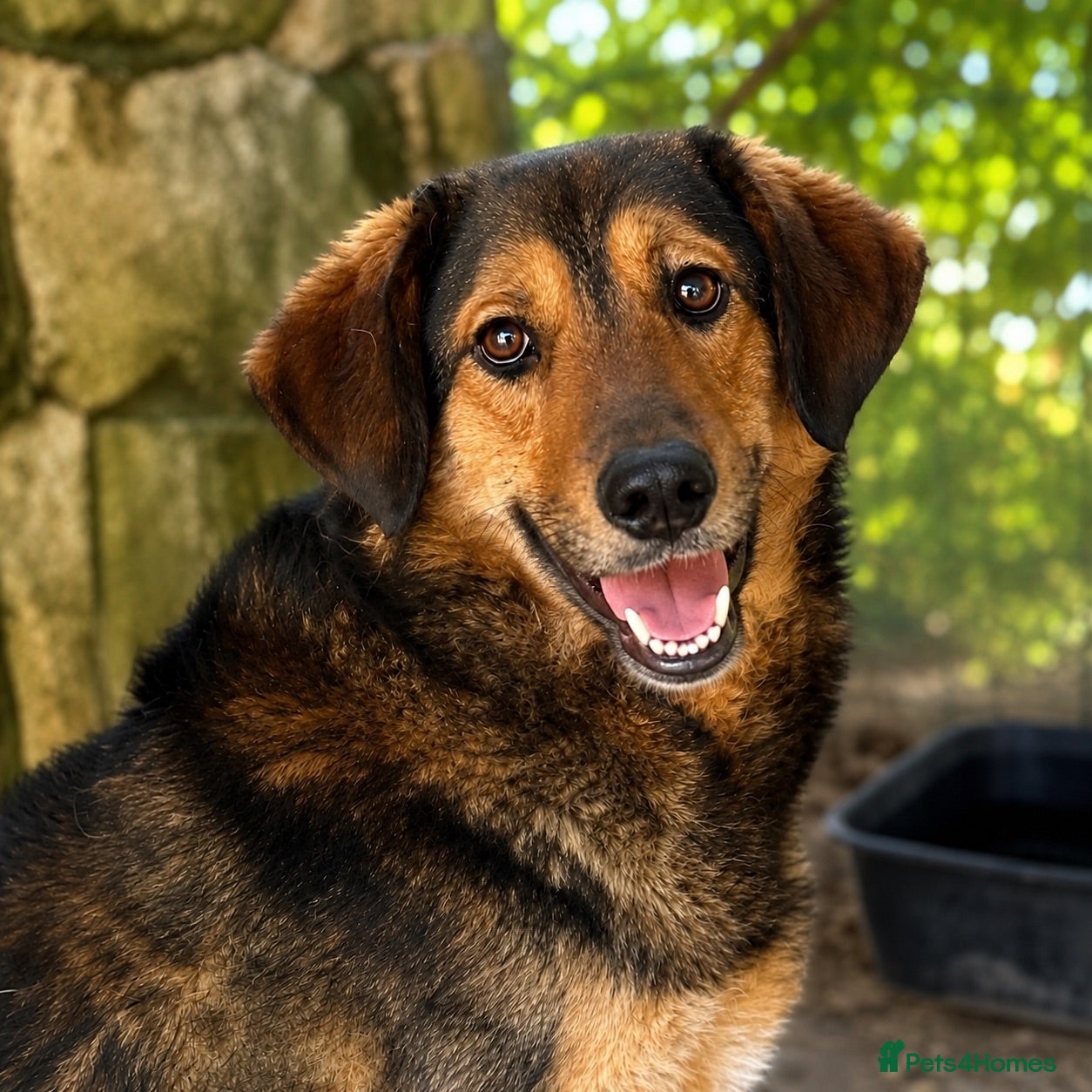 Mixed Breed dogs Brownie | Gentle, Shy & Ready to Trust ❤️ - Advert 1