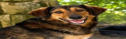 Mixed Breed dogs for adoption: Brownie | Gentle, Shy & Ready to Trust ❤️ - Advert 1