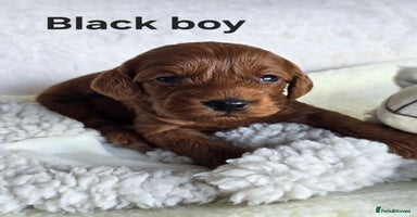 Cavapoo dogs - Advert 13