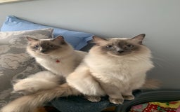 Ragdoll cats for sale: Pure Bluepoint Ragdoll kittens - Image 15