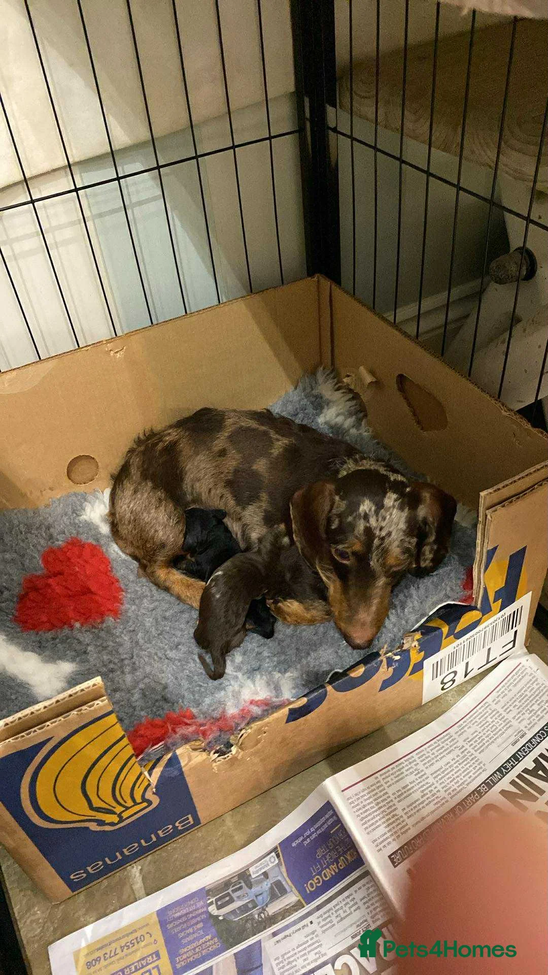 Miniature Dachshund dogs for sale: Miniature Wire-Haired Dachshund ready 18 March   in Llandovery - Advert 2