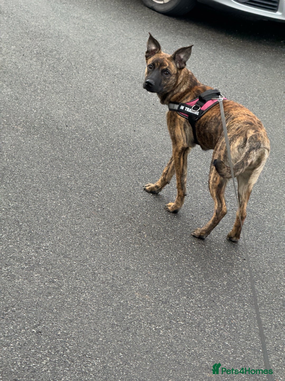 Mixed Breed dogs for sale: Roxie Belgian Malinois cross  - Advert 3