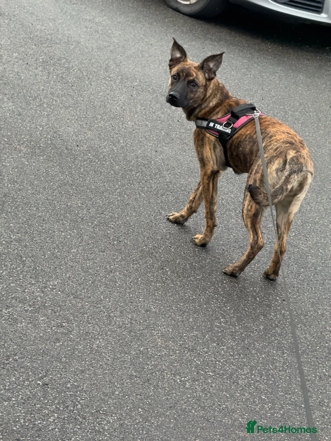 Mixed Breed dogs for sale: Roxie Belgian Malinois cross  - Advert 3