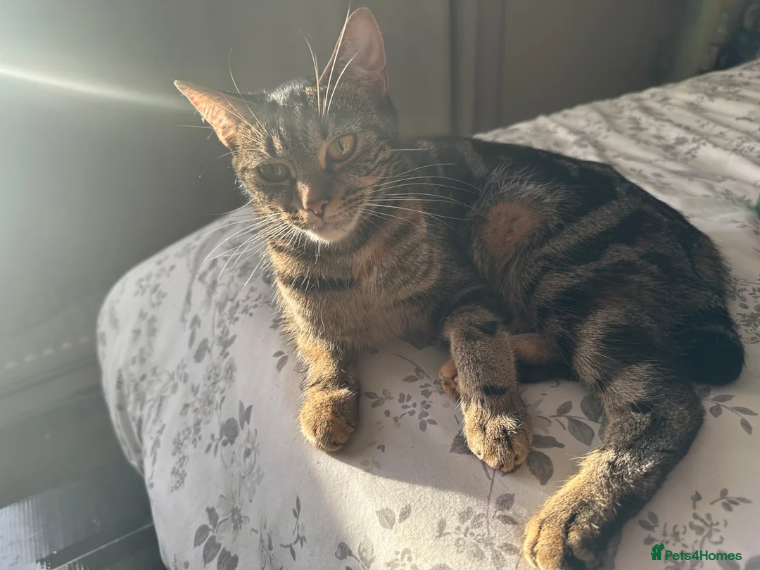 Mixed Breed cats for sale: 1 boy and 2 girl kittens for sale  in Farnborough - Advert 1