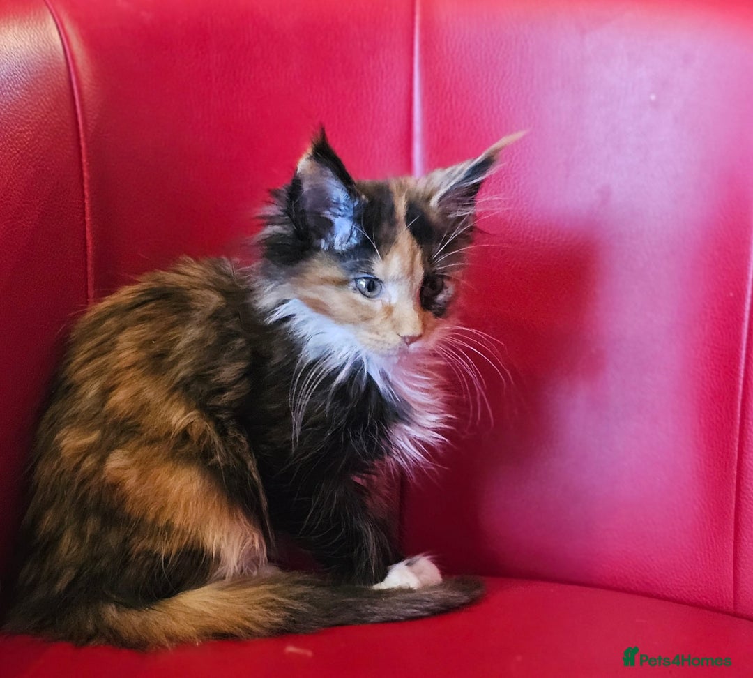 Maine Coon cats for sale: Beautiful Maine Coons kittens - Advert 4
