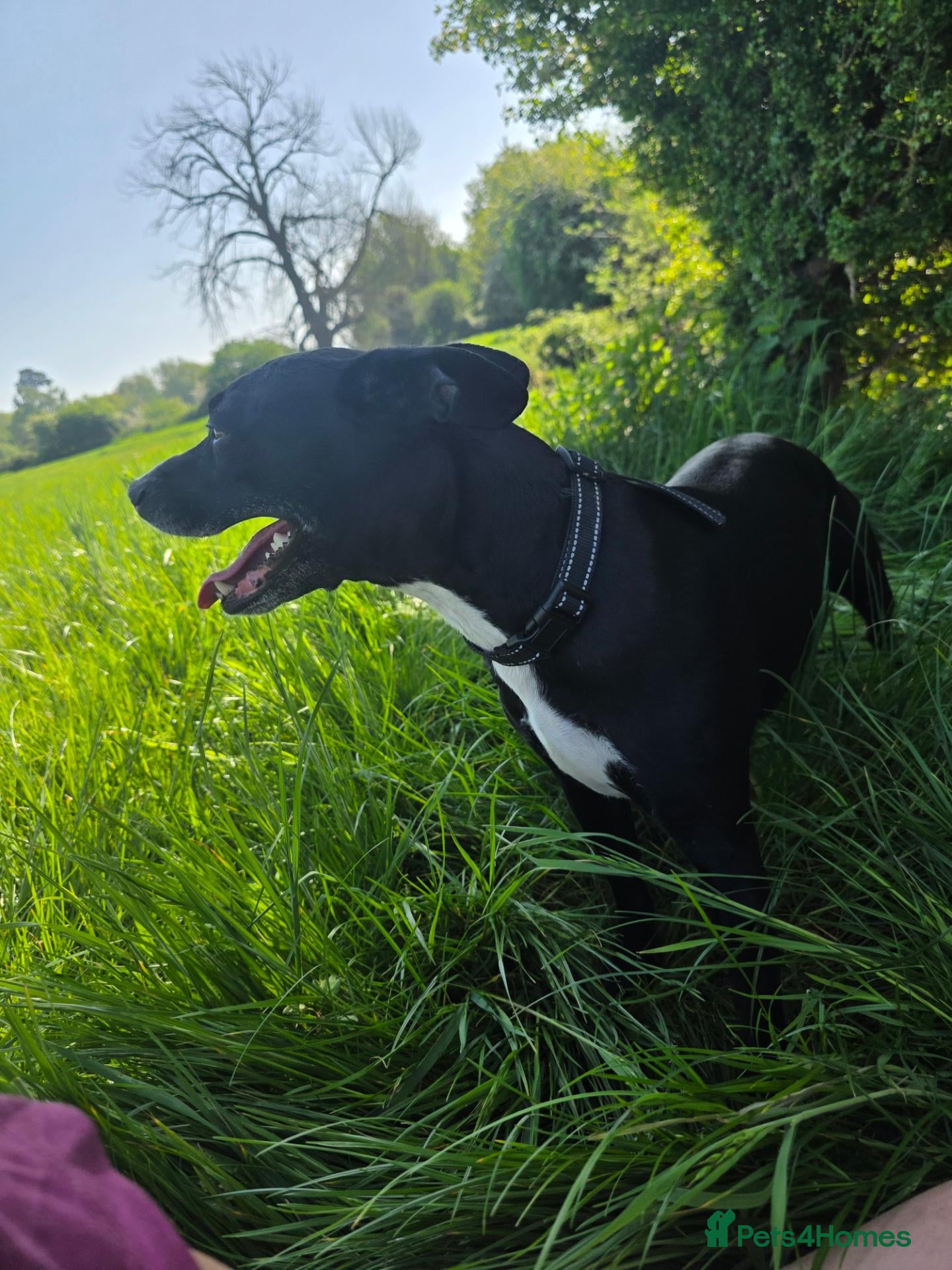 Mixed Breed dogs Whippet cross fenchie x pat qourter sausage - Advert 18