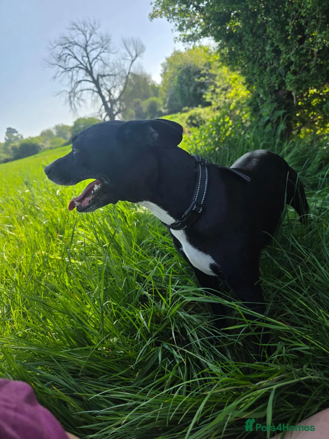 Mixed Breed dogs for sale: Whippet cross fenchie x pat qourter sausage - Advert 1