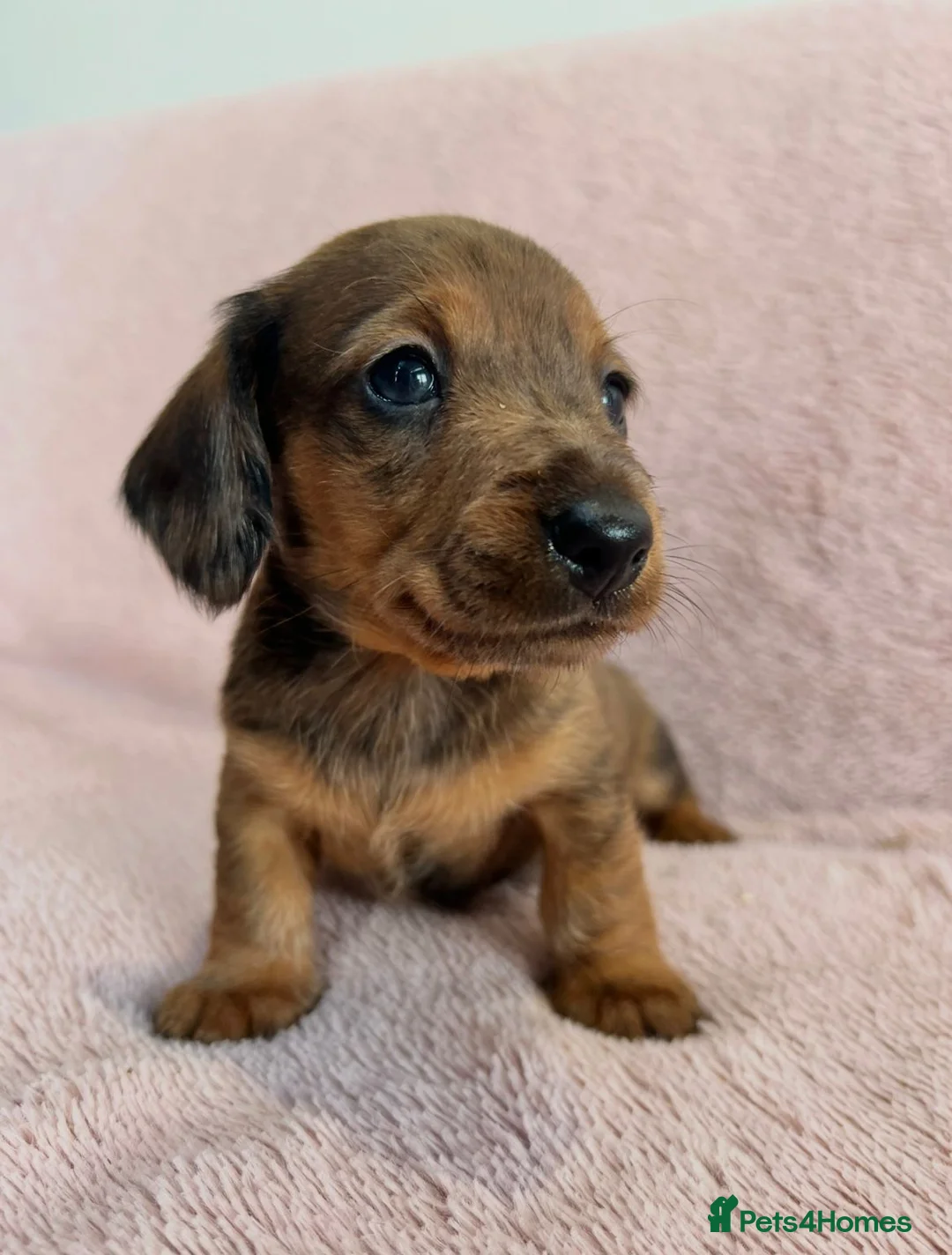 Miniature Dachshund dogs for sale: Beautiful Longhair/Wirehair Dachshunds - Advert 1