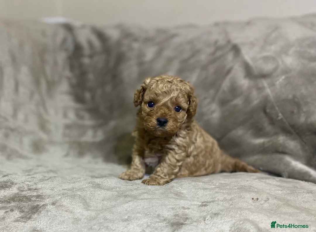 Shihpoo dogs for sale: 5 x female F1b Shihpoo pups - Advert 5