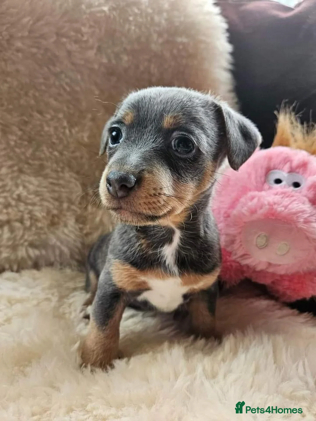 Jack Russell dogs for stud: DONJACKS RANGER - imported lilac & tan stud dog in Doncaster - Advert 19