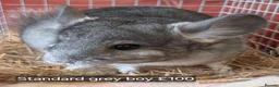 Chinchilla rodents for sale: Beautiful chinchillas - various colours - Advert 8