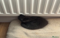 Domestic Shorthair cats for sale: Little Black Kitten - Image 1