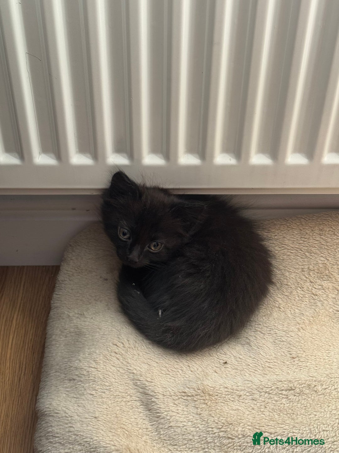 Domestic Shorthair cats for sale: Little Black Kitten - Image 1