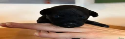 Patterdale Terrier dogs for sale: Patterdale pups - Advert 9