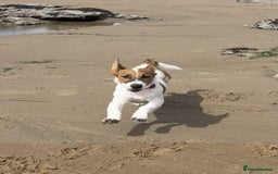 Mixed Breed dogs for sale: Border Jack Cross - Image 1