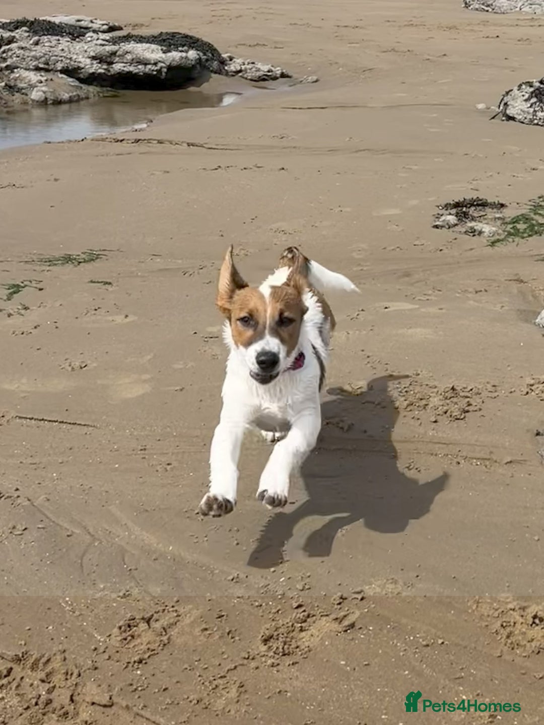 Mixed Breed dogs for sale: Border Jack Cross - Image 1