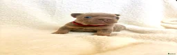French Bulldog dogs for sale: Beautiful french bulldogs  - Advert 6