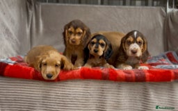 Cocker Spaniel dogs for sale: STUNNING COCKER SPANIEL PUPPIES  - Image 14