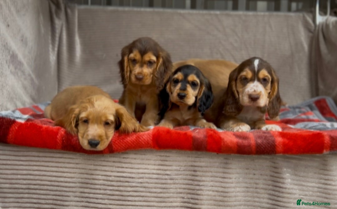 Cocker Spaniel dogs for sale: STUNNING COCKER SPANIEL PUPPIES  - Image 14