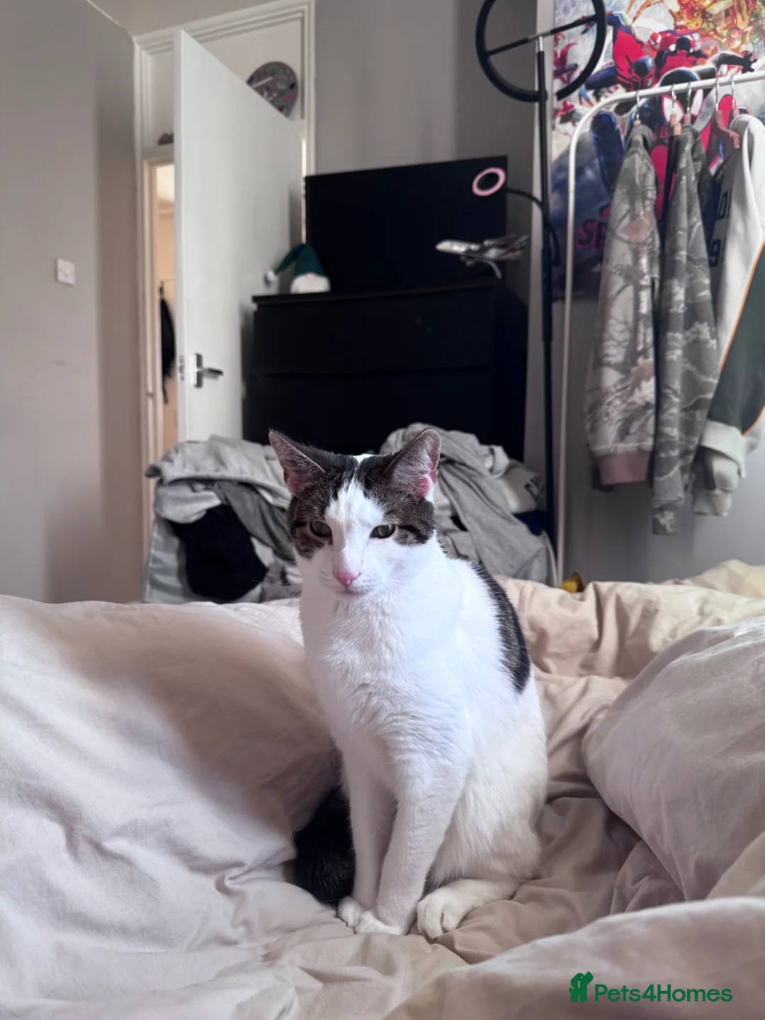 Mixed Breed cats for sale: Chappie & Jasper ( ** ) in Huddersfield - Advert 8