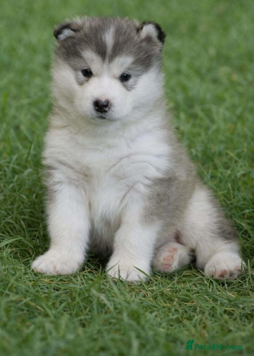 Alaskan Malamute dogs Alaskan malamute female-excellent pedigree  - Advert 2