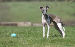 Italian Greyhound dogs for sale: SIX ITALIAN MALE PUPPIES AVAILABLE ✨ - Advert 6