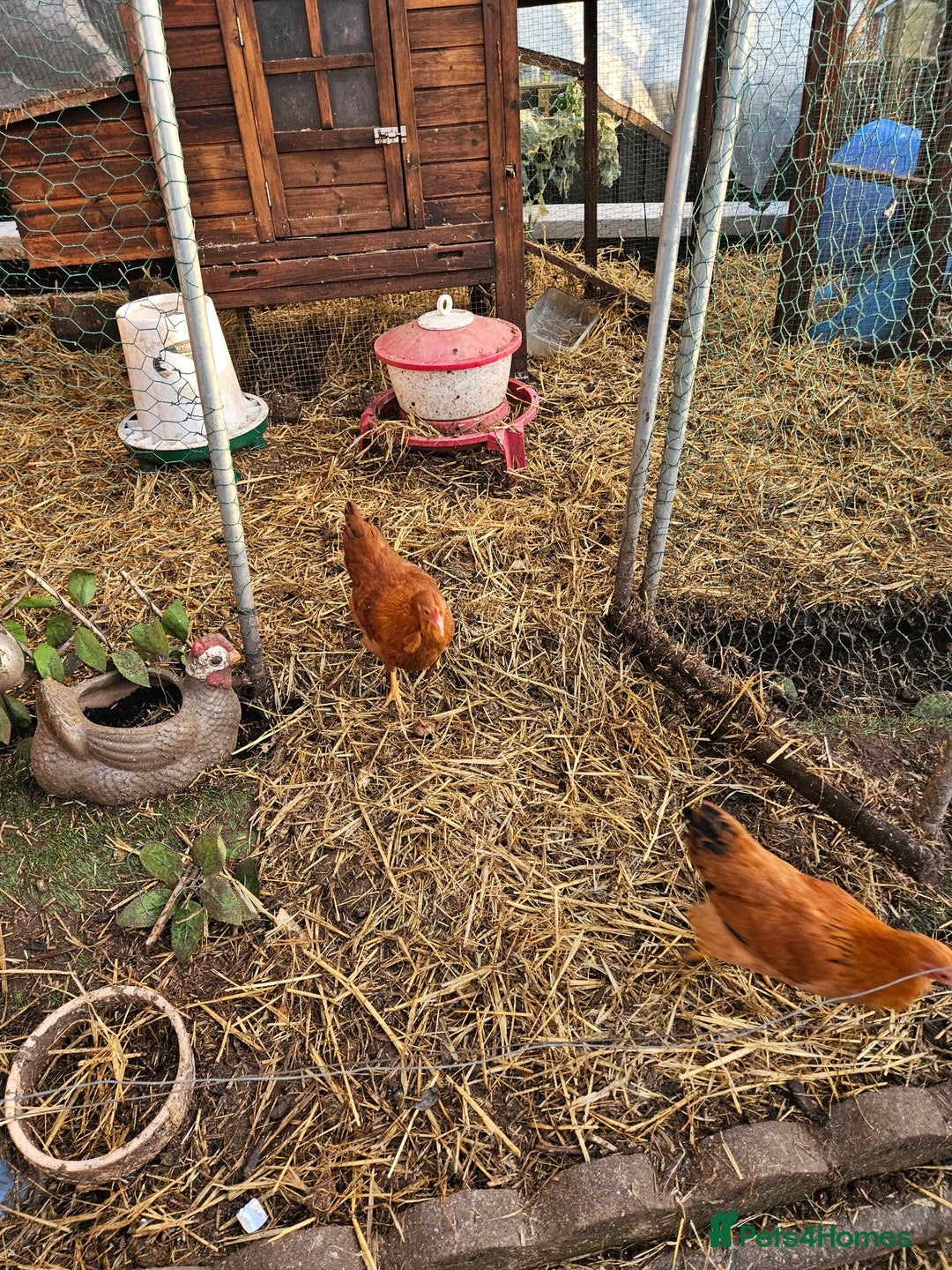 Chickens poultry for sale: 11 hens 1 cockrel  - Advert 25