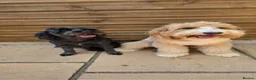 Mixed Breed dogs for sale: DNA tested Australian Labradoodle puppies - Advert 3