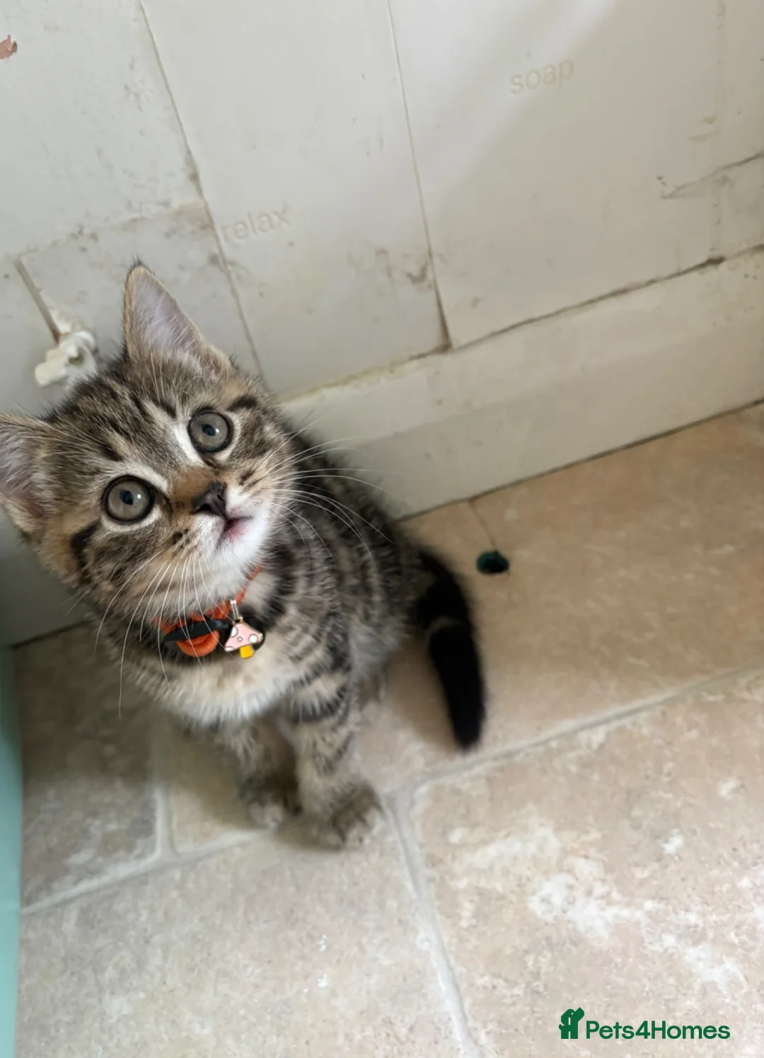 British Shorthair cats for sale: British shorthair kitten in Bridport - Advert 4