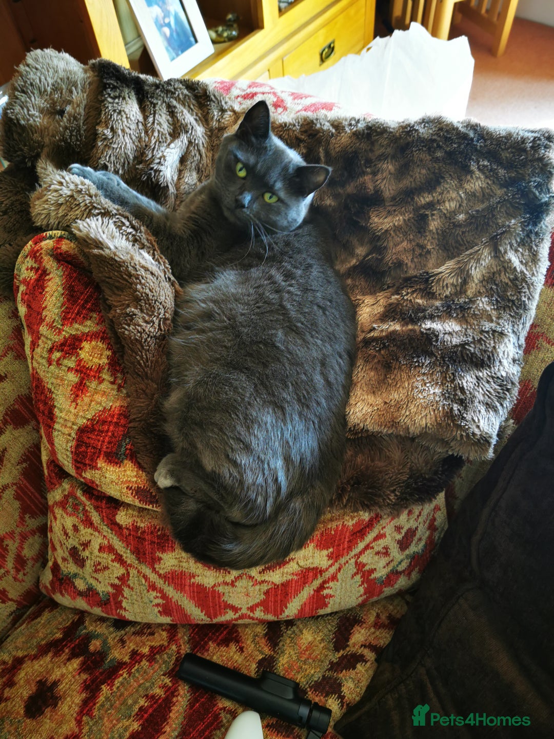 British Shorthair cats for sale: Sheba - Image 1