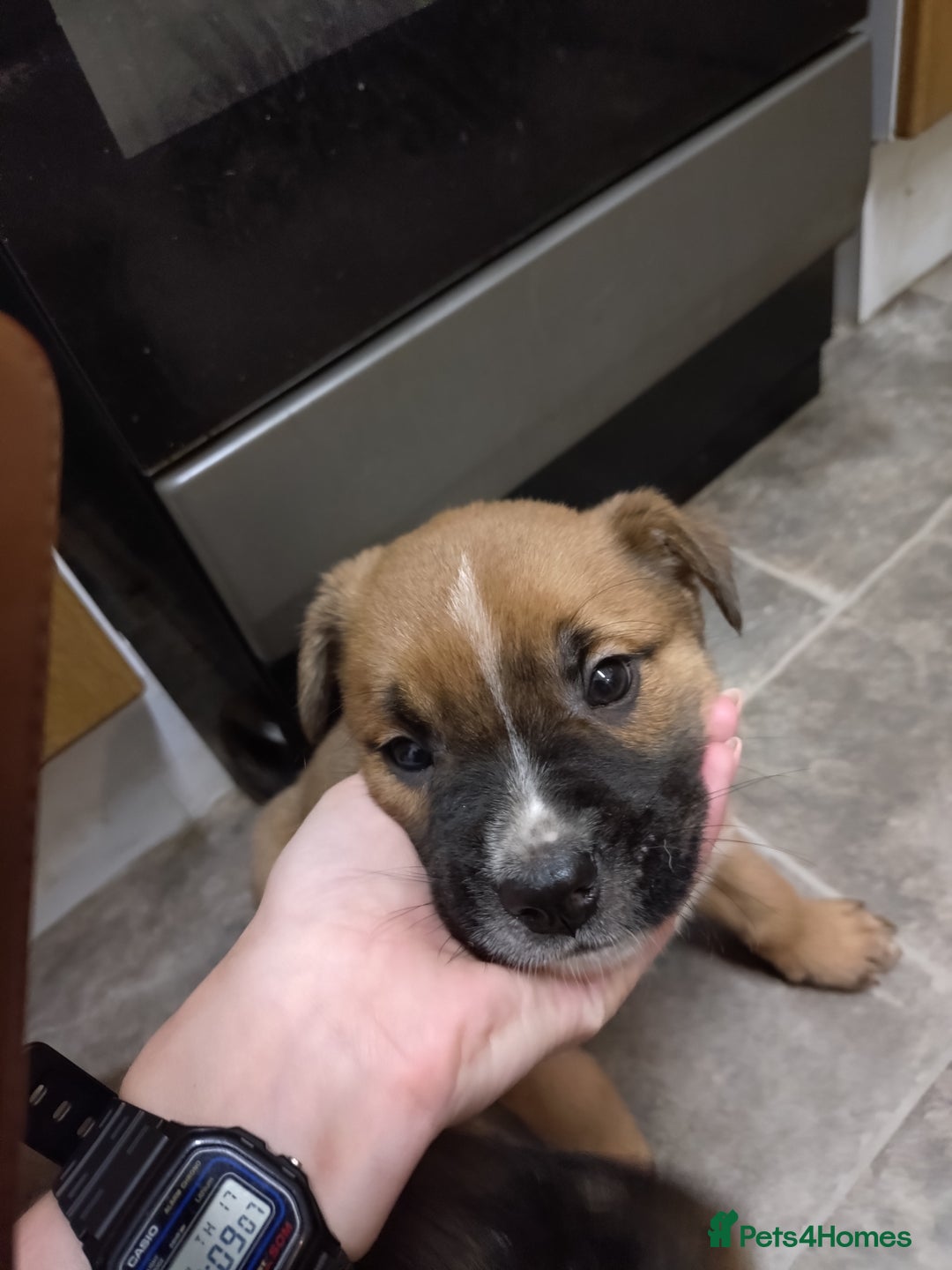 Mixed Breed dogs for sale: Huntaway X German shepherd X  - Advert 8