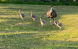 Emus poultry for sale: Emus For Sale - 2025 Hatchlings - Image 2