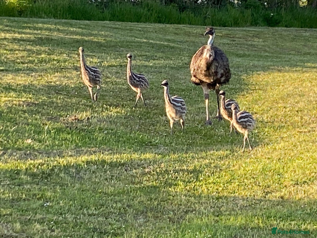Emus poultry for sale: Emus For Sale - 2025 Hatchlings - Image 2