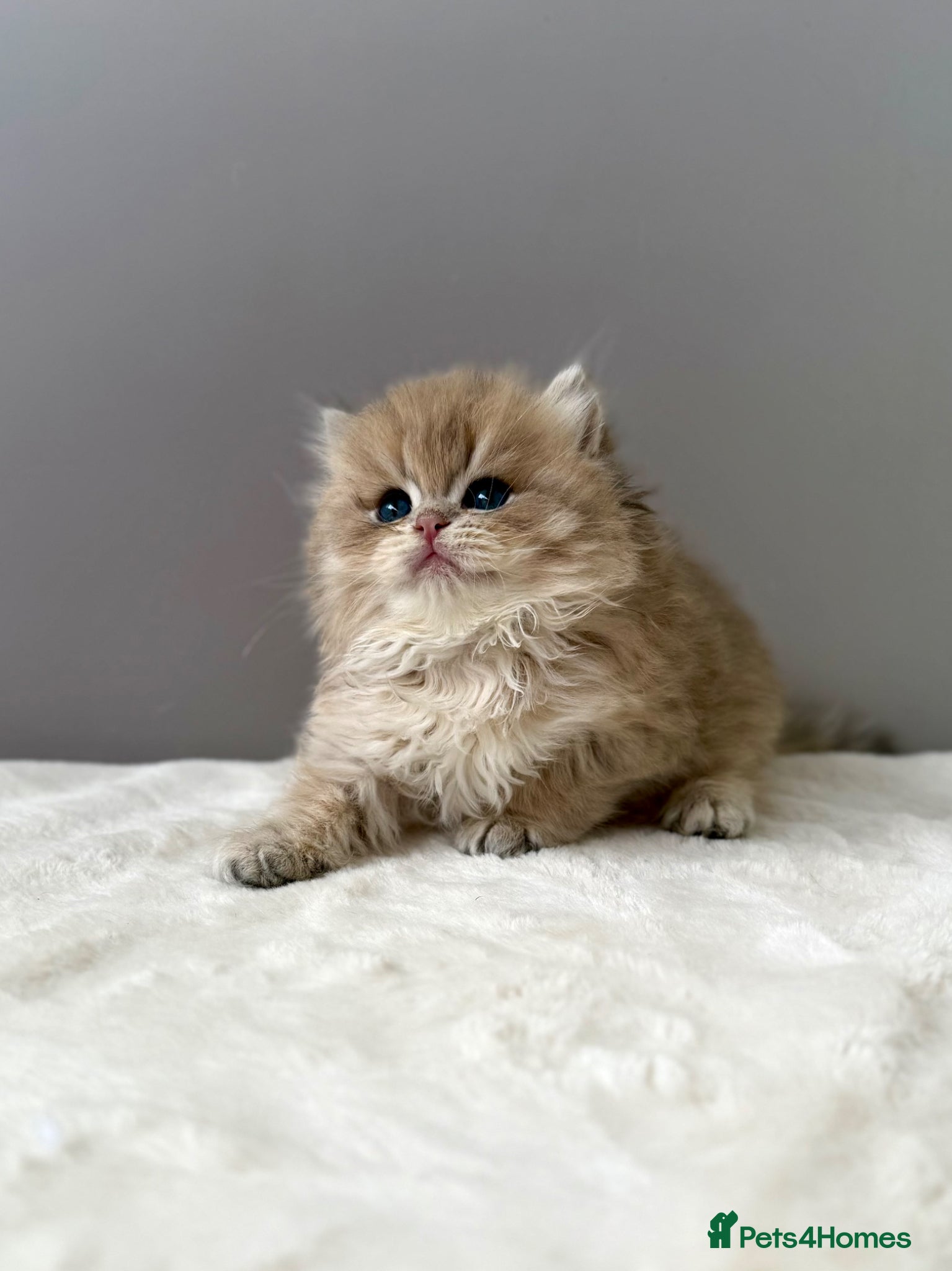 British Longhair cats Champion lines Golden British Longhairs - Advert 2