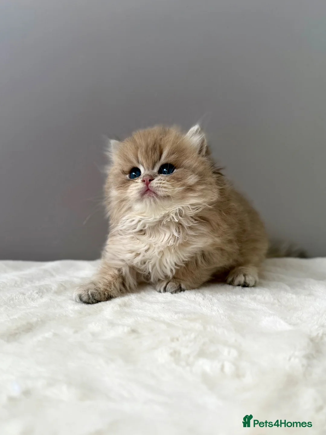British Longhair cats for sale: Champion lines Golden British Longhairs - Advert 2