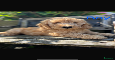 Miniature Poodle dogs - Advert 6
