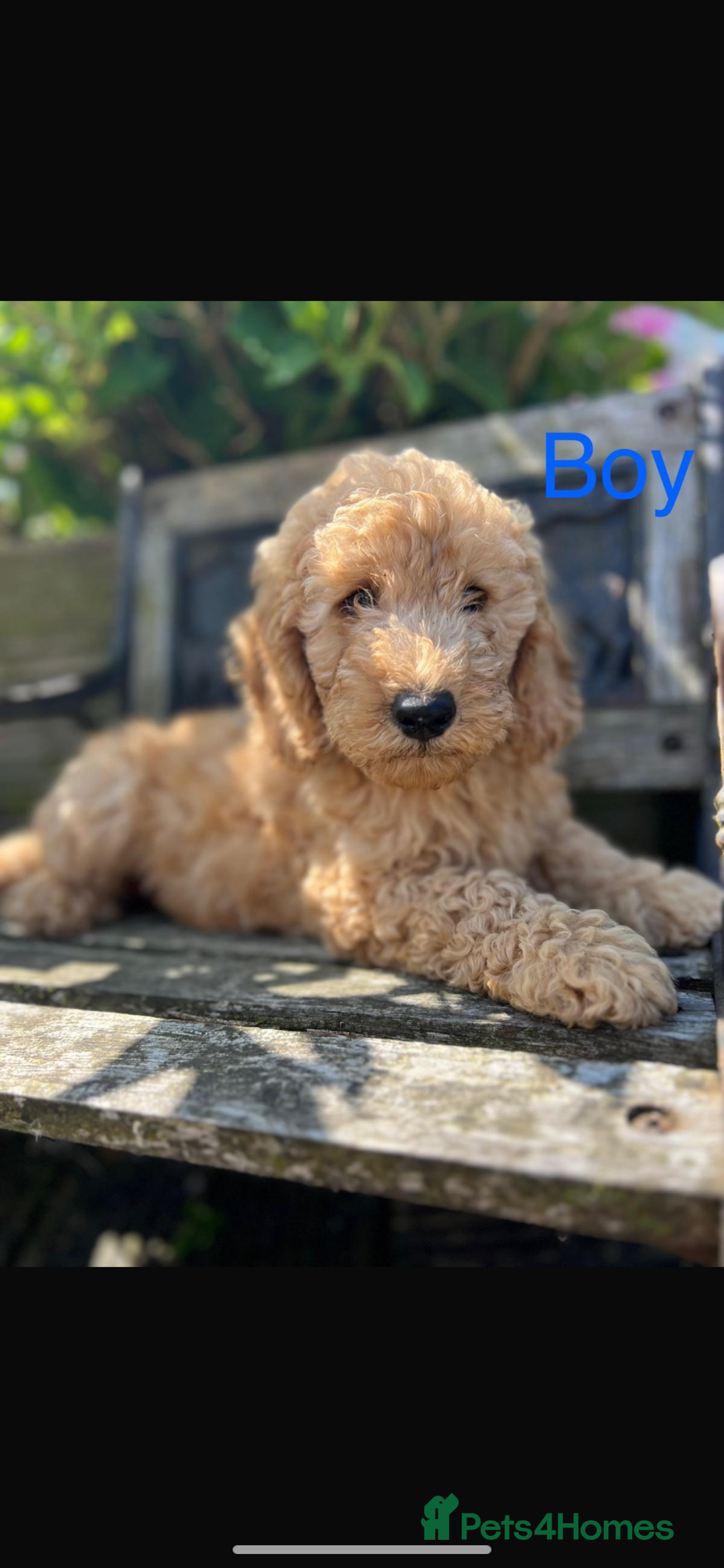 Miniature Poodle dogs for sale: REDUCED Mini poodle pups - Image 3