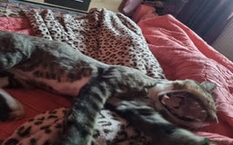 Mixed Breed cats for adoption: TOM a friendly & proud boy who needs a Loving Home - Advert 38