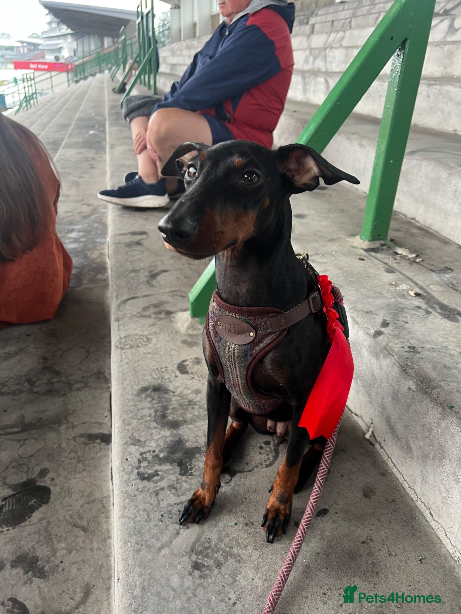 Mixed Breed dogs Manchester Terrier cross Lurcher beautiful puppy - Advert 1